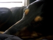 doberman hound dog toby sleep puppy