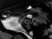 doberman hound dog toby puppy