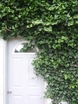 ivy plant flower